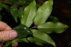 Pilidiostigma tropicum