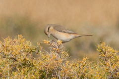 Lanius isabellinus