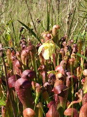 Sarracenia minor