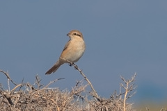 Lanius isabellinus