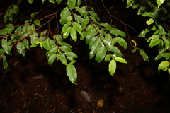 Pilidiostigma tropicum