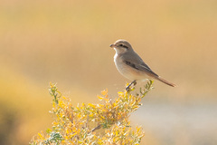 Lanius isabellinus