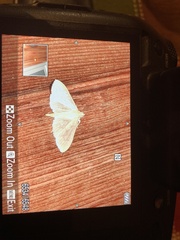 Herpetogramma aquilonalis