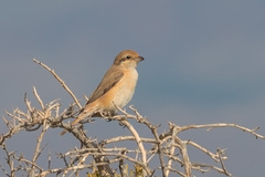 Lanius isabellinus