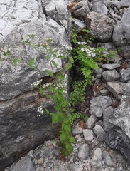 Ageratina havanensis