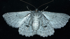 Melanodes anthracitaria