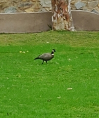 Branta hutchinsii leucopareia