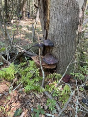 Ischnoderma benzoinum