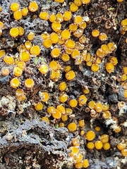 Scutellinia setosa