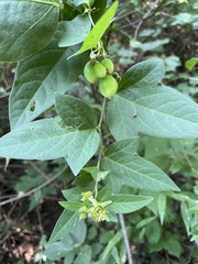Passiflora suberosa litoralis