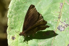 Panyapedaliodes
