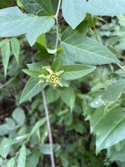Passiflora suberosa litoralis