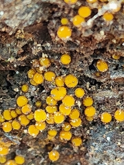 Scutellinia setosa