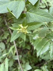 Passiflora suberosa litoralis