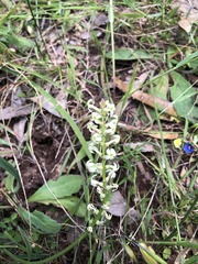 Stackhousia subterranea