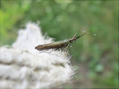 Coleophora deauratella