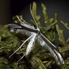 Pterophorus furcatalis