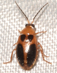 Sacodes pulchella