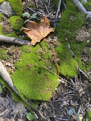 Dicranum montanum