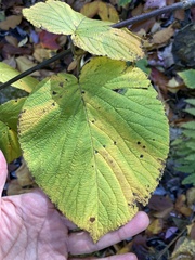 Viburnum lantanoides