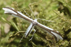 Pterophorus furcatalis
