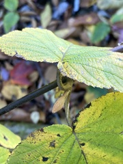 Viburnum lantanoides