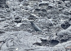 Butorides striata sundevalli