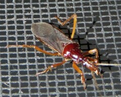 Enicocephalidae