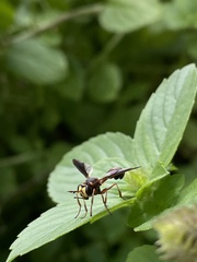 Physocephala sagittaria