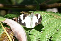 Dismorphiinae