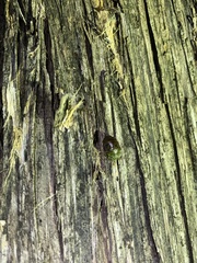 Diolcus chrysorrhoeus