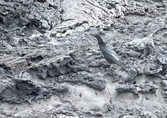 Butorides striata sundevalli