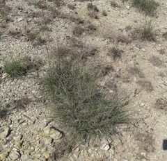 Bouteloua hirsuta