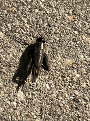 Gryllus veletis