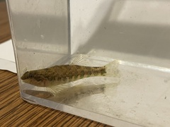 Etheostoma zonale