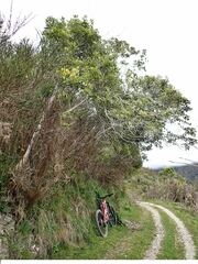 Pittosporum eugenioides