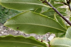 Pittosporum eugenioides