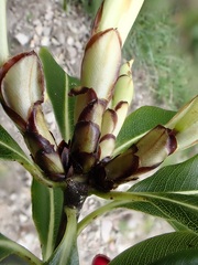 Pittosporum eugenioides