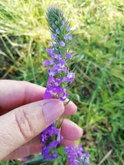 Lobelia fenestralis