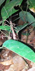 Creoxylus