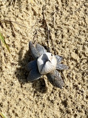 Astraeus hygrometricus