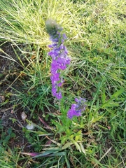 Lobelia fenestralis