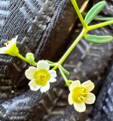 Euphorbia curtisii