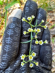 Euphorbia curtisii