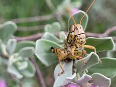 Agroecotettix modestus