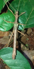 Creoxylus