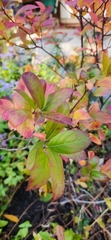 Iteaceae