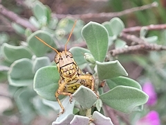 Agroecotettix modestus