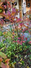 Iteaceae