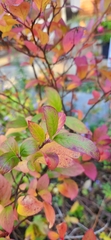 Iteaceae